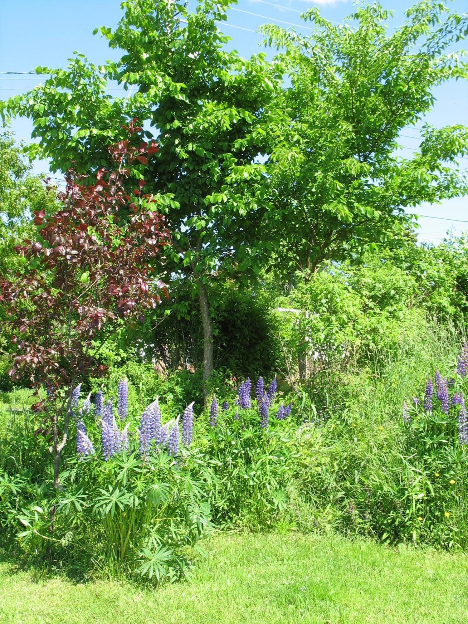 The Nelson House Bed And Breakfast Stewiacke Esterno foto